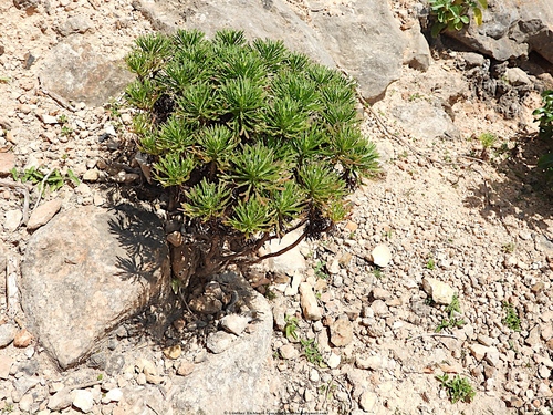 Euryops arabicus image