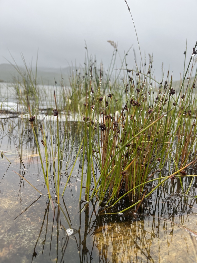Arctic rush (Juncus arcticus)
