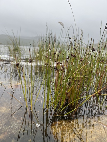 Arctic rush (Juncus arcticus)