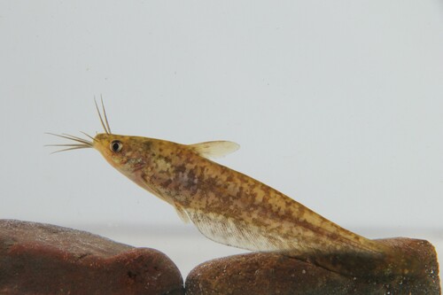 Rendahl's catfish (Porochilus rendahli) — Plotosidae