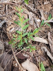 Synostemon hirtellus