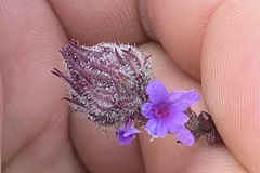 Verbena bonariensis