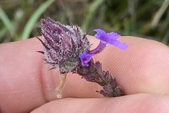 Verbena bonariensis