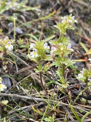 Euphrasia frigida