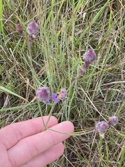 Verbena bonariensis