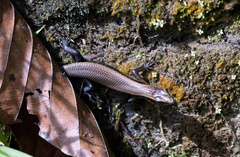 Eutropis