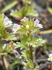 Euphrasia frigida