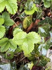 Fragaria vesca