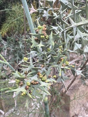 Colletia paradoxa