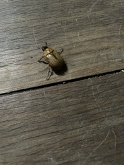 Cyclocephala signaticollis