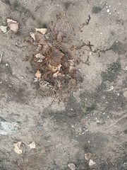 Acourtia nana