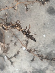 Acourtia nana