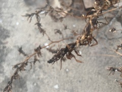 Acourtia nana