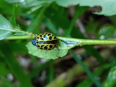 Calligrapha polyspila