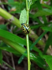 Calligrapha polyspila