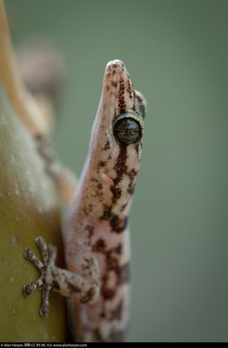 San Lucan Gecko