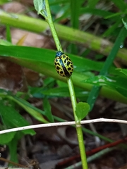 Calligrapha polyspila