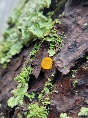 Dacrymyces stillatus