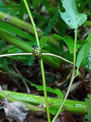 Calligrapha polyspila