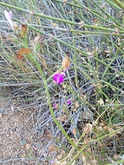 Dicliptera resupinata