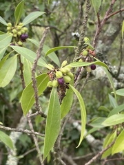 Myoporum laetum