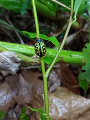 Calligrapha polyspila