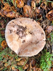 Amanita novinupta