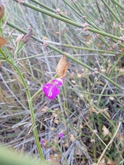 Dicliptera resupinata