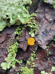 Dacrymyces stillatus