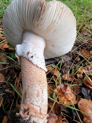 Amanita novinupta