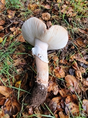 Amanita novinupta