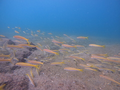 Mulloidichthys dentatus