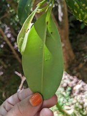 Syzygium papyraceum
