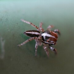 Evarcha infrastriata