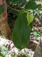 Syzygium papyraceum