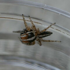 Evarcha infrastriata