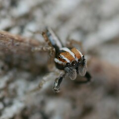 Evarcha infrastriata