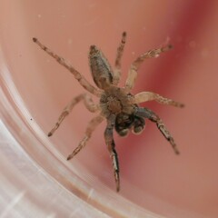 Evarcha infrastriata