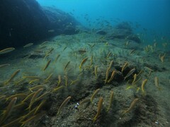 Mulloidichthys dentatus