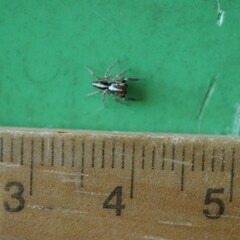 Evarcha infrastriata