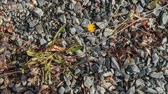 Scorzoneroides autumnalis