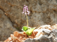 Ledebouria grandifolia