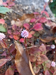 Persicaria capitata
