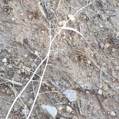 Boechera quadrangulensis