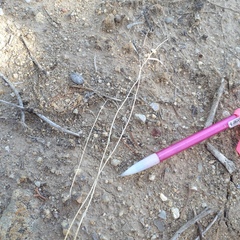 Boechera quadrangulensis