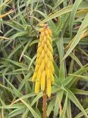 Aloe arborescens