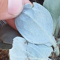 Physaria acutifolia