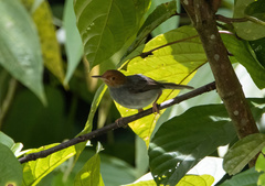 Orthotomus ruficeps
