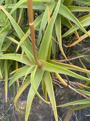 Aloe arborescens