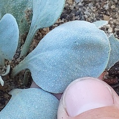 Physaria acutifolia